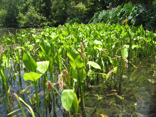 Sagittaria platyphylla
